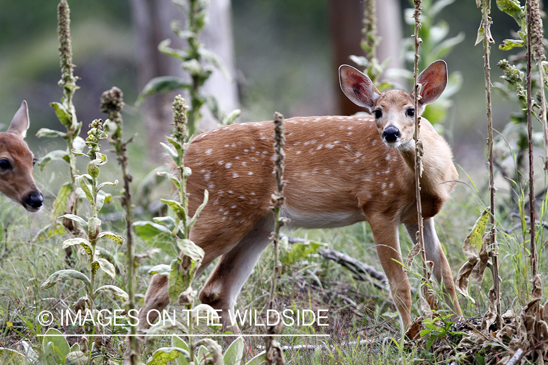 White-tailed fawn in habitat. 