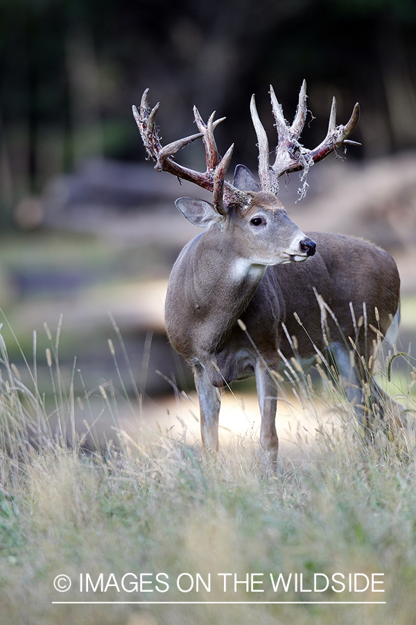 White-tailed buck shedding velvet.  