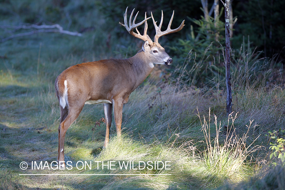 White-tailed buck in habitat. 