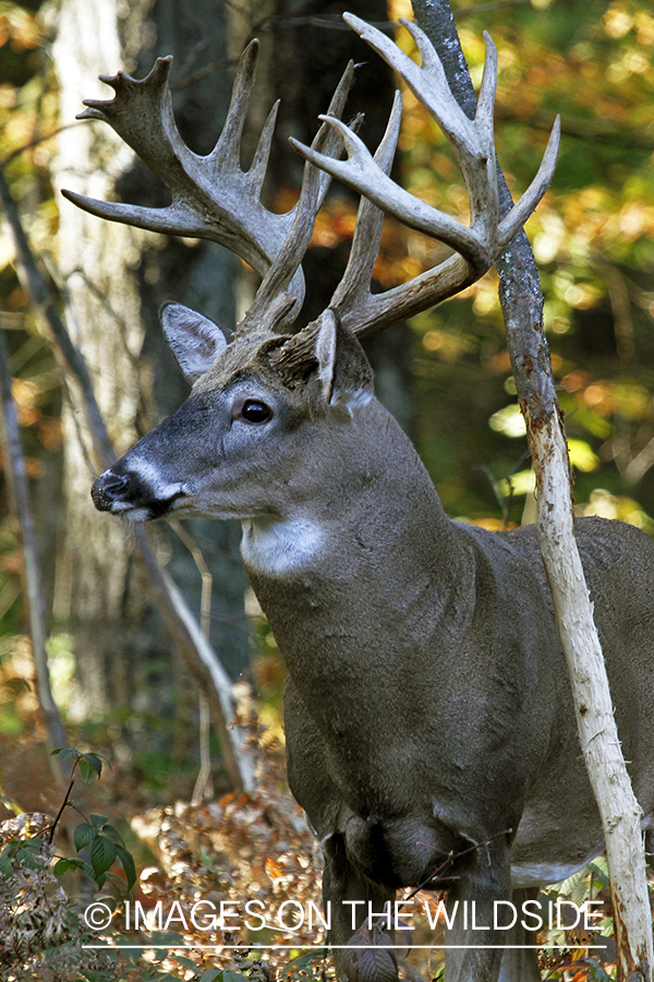 White-tailed buck in habitat. 