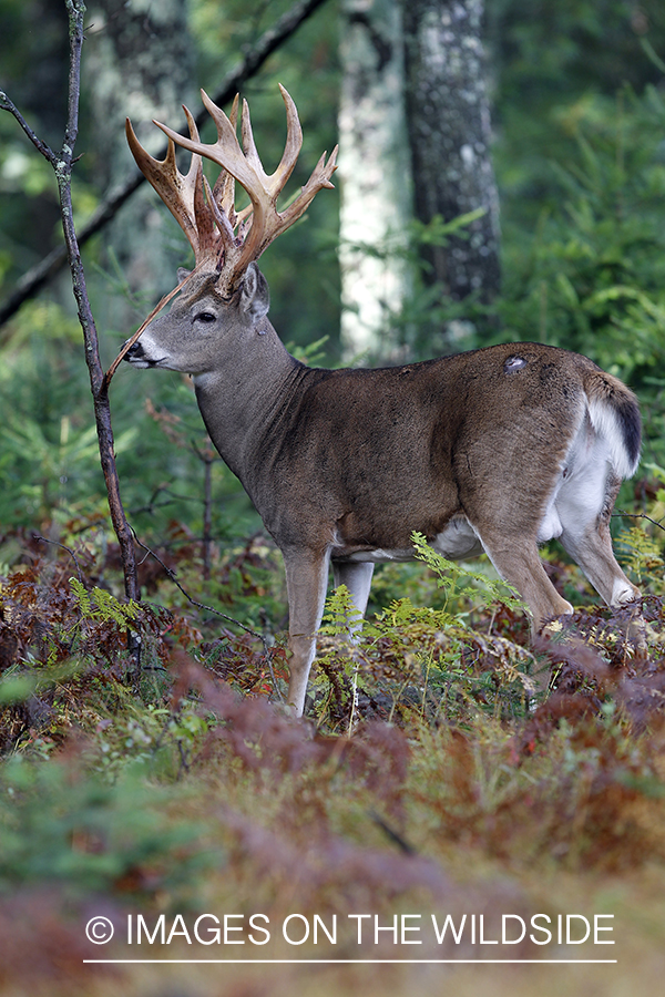 White-tailed buck in habitat. 