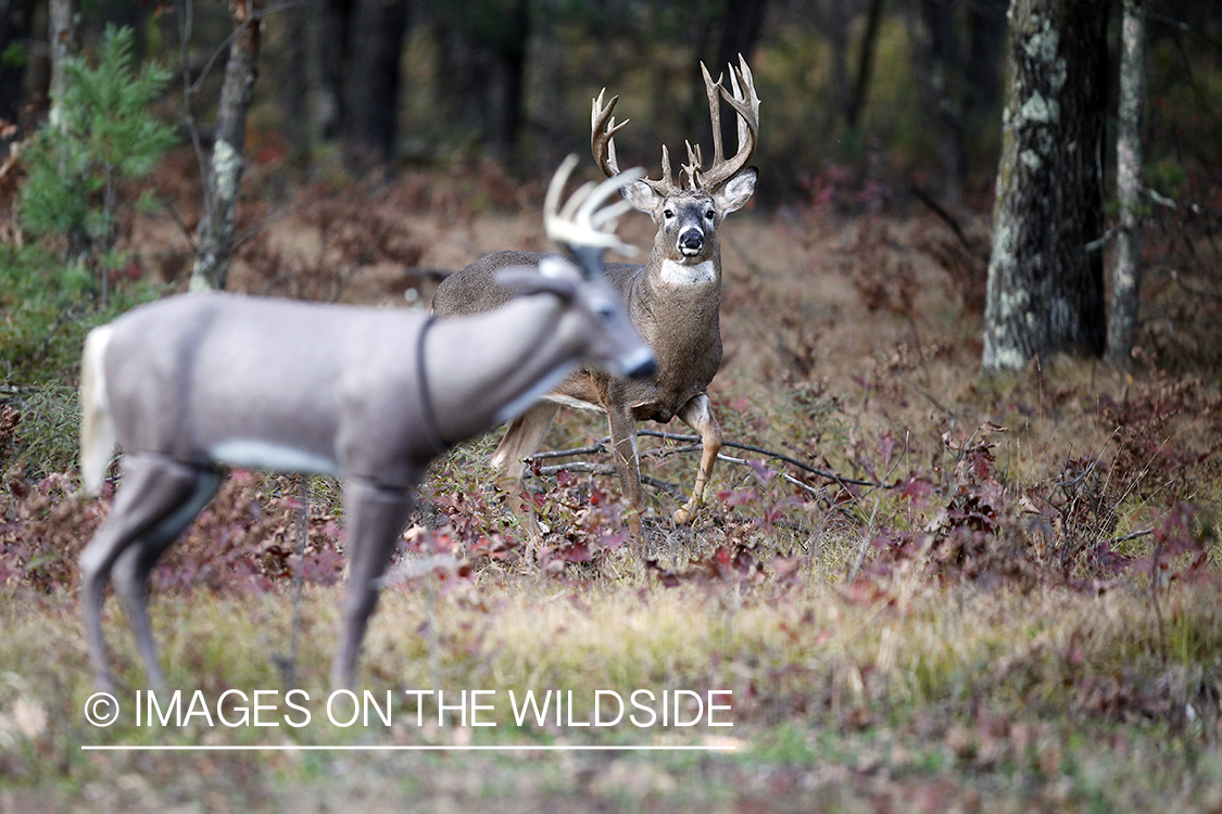 White-tailed buck approaching decoy. 