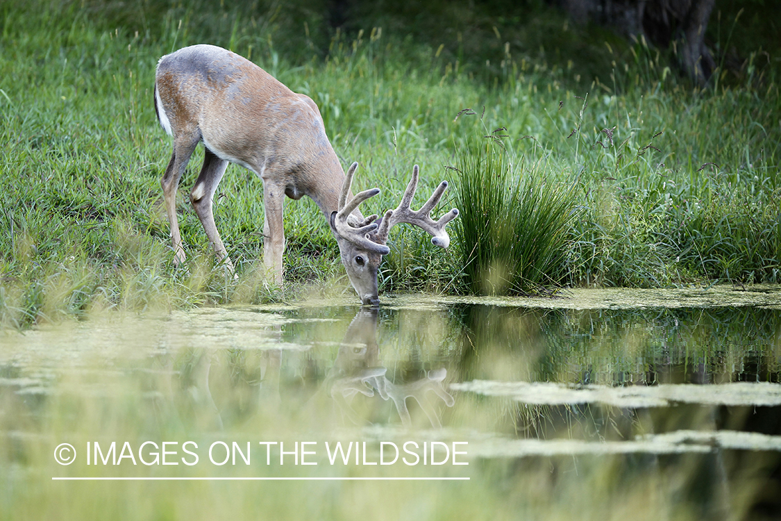 White-tailed buck in velvet.