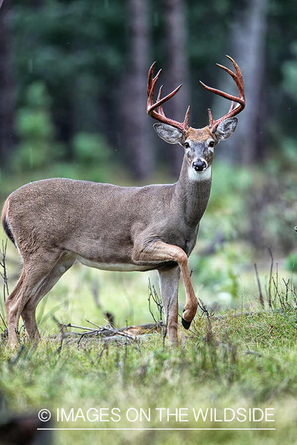 White-tailed buck shedding velvet.