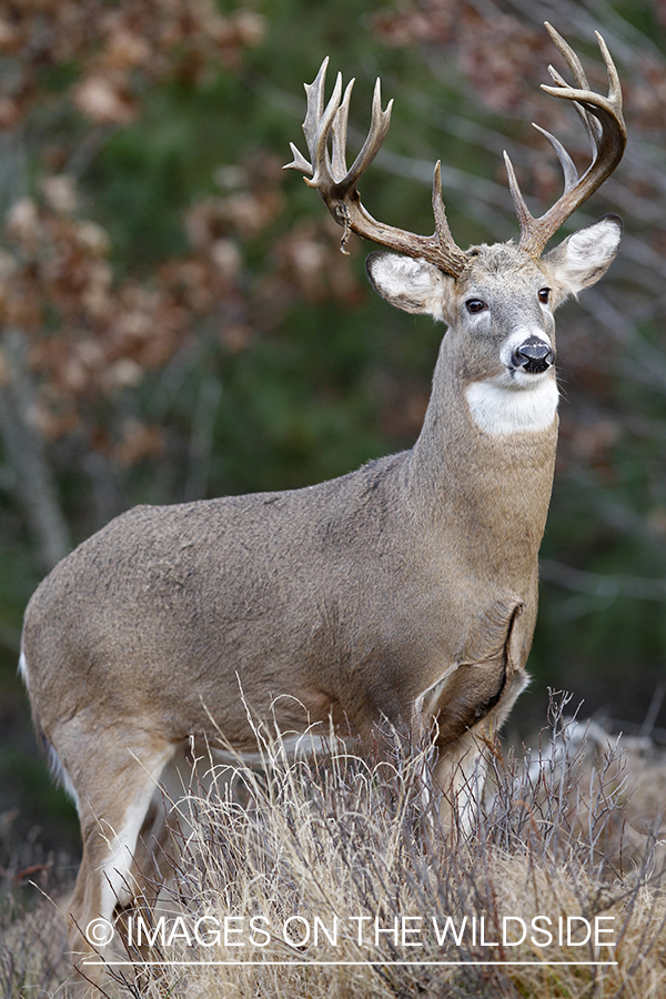 White-tailed buck in habitat.