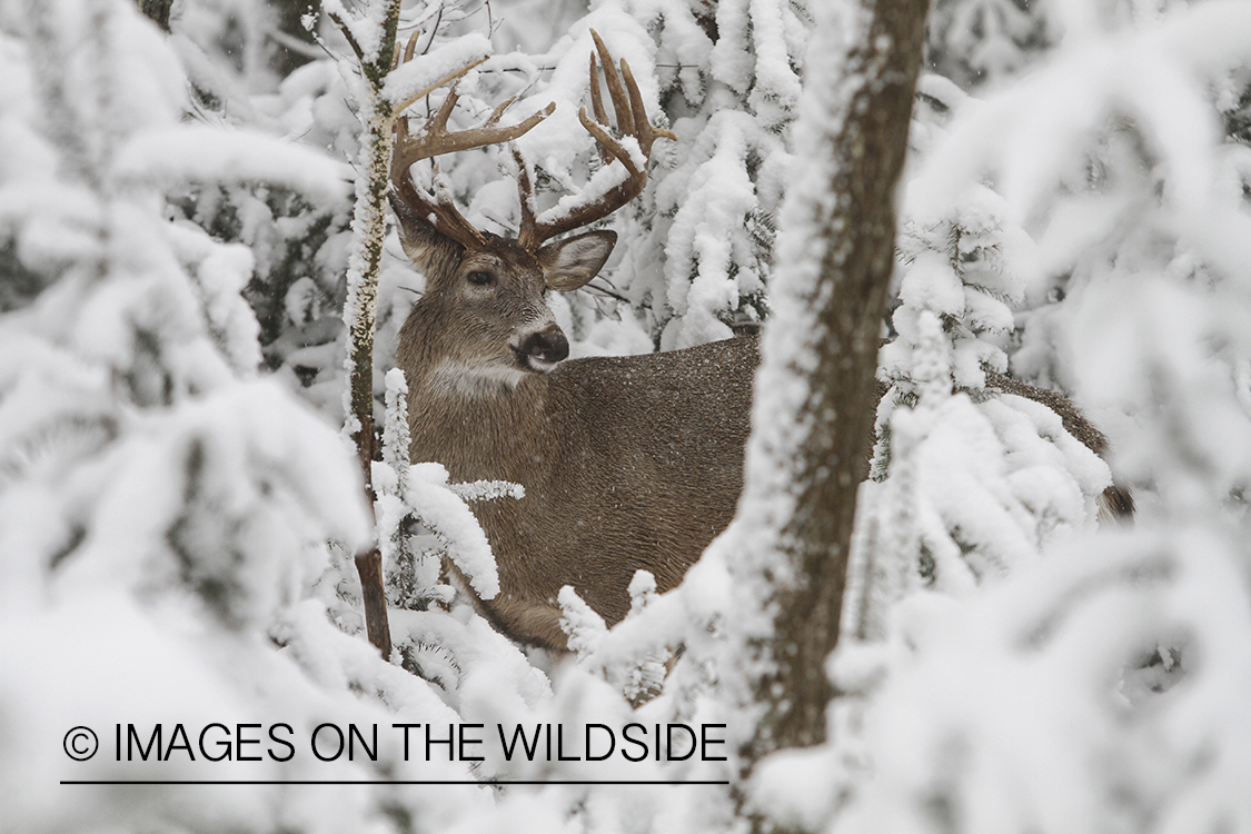 White-tailed buck in winter habitat.