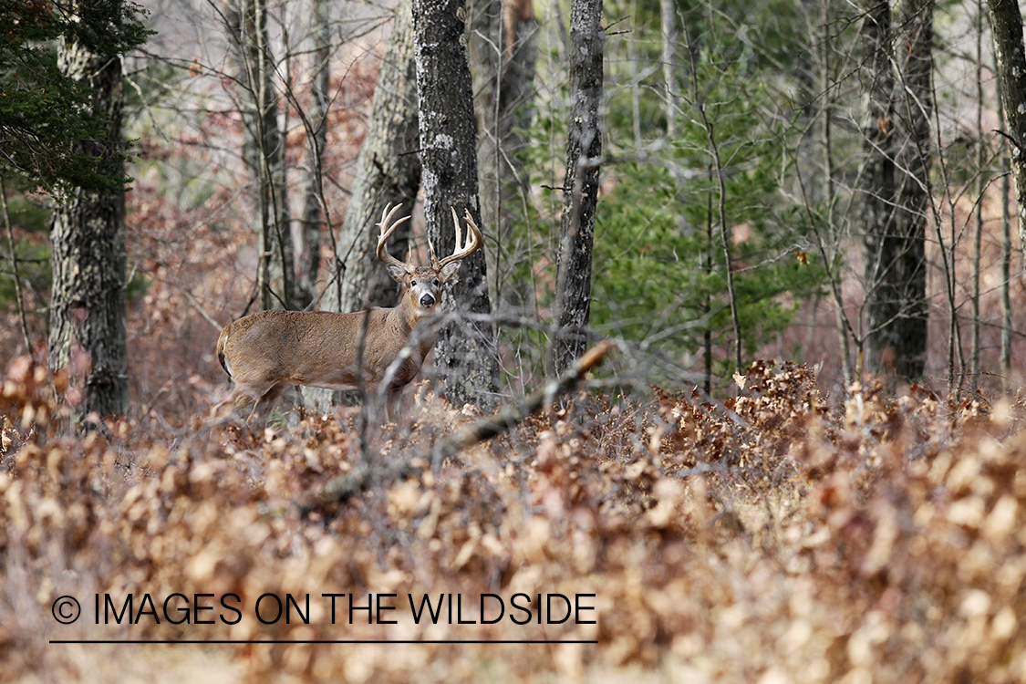 White-tailed buck in habitat.