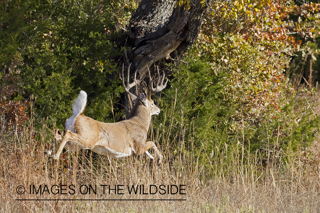 White-tailed buck running in habitat.