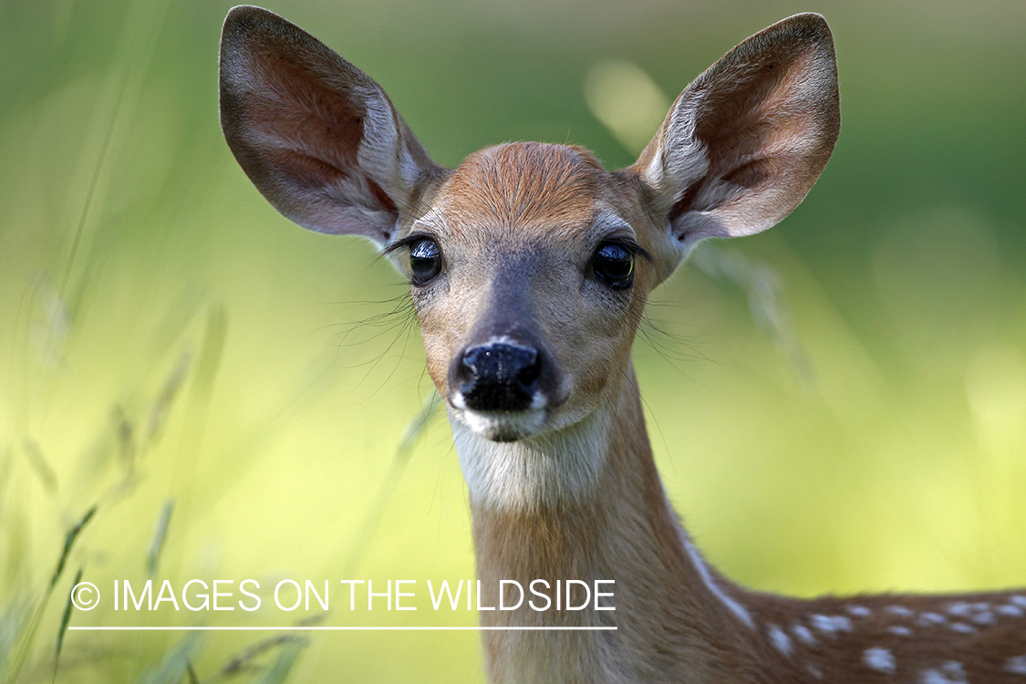 White-tailed fawn in habitat.