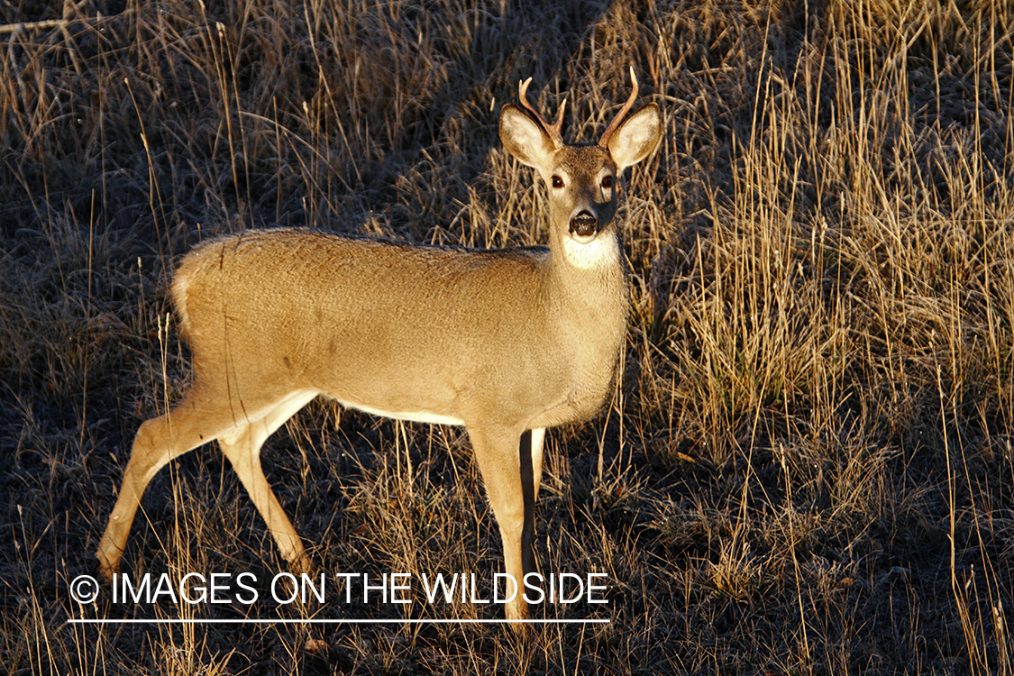 View of White-tailed buck in habitat from tree stand.