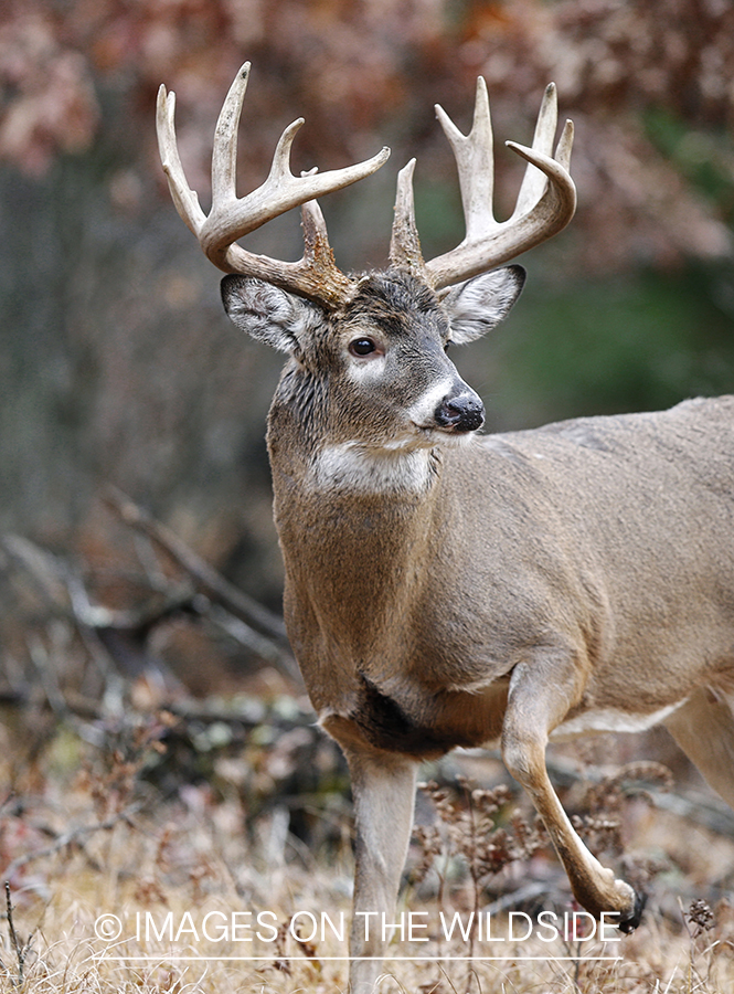 White-tailed buck in habitat.