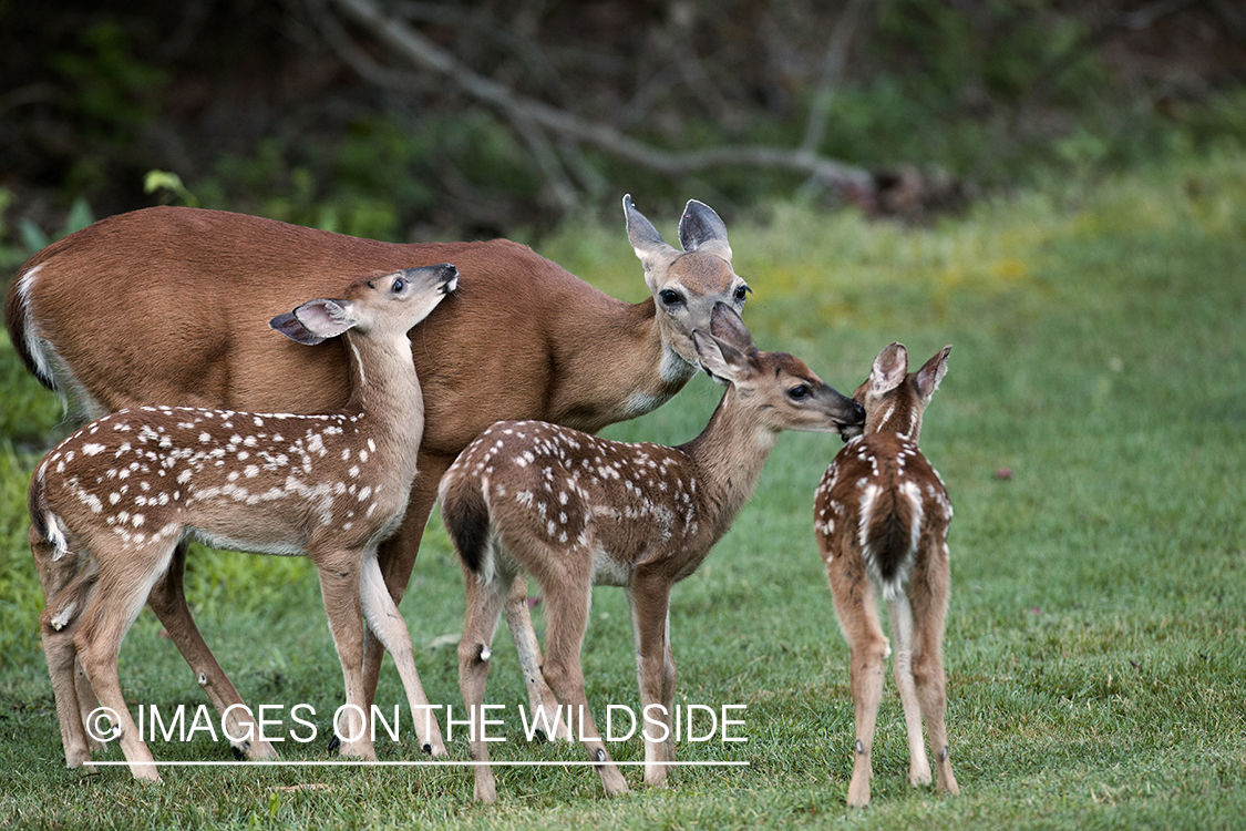 White-tailed doe with fawns in velvet.