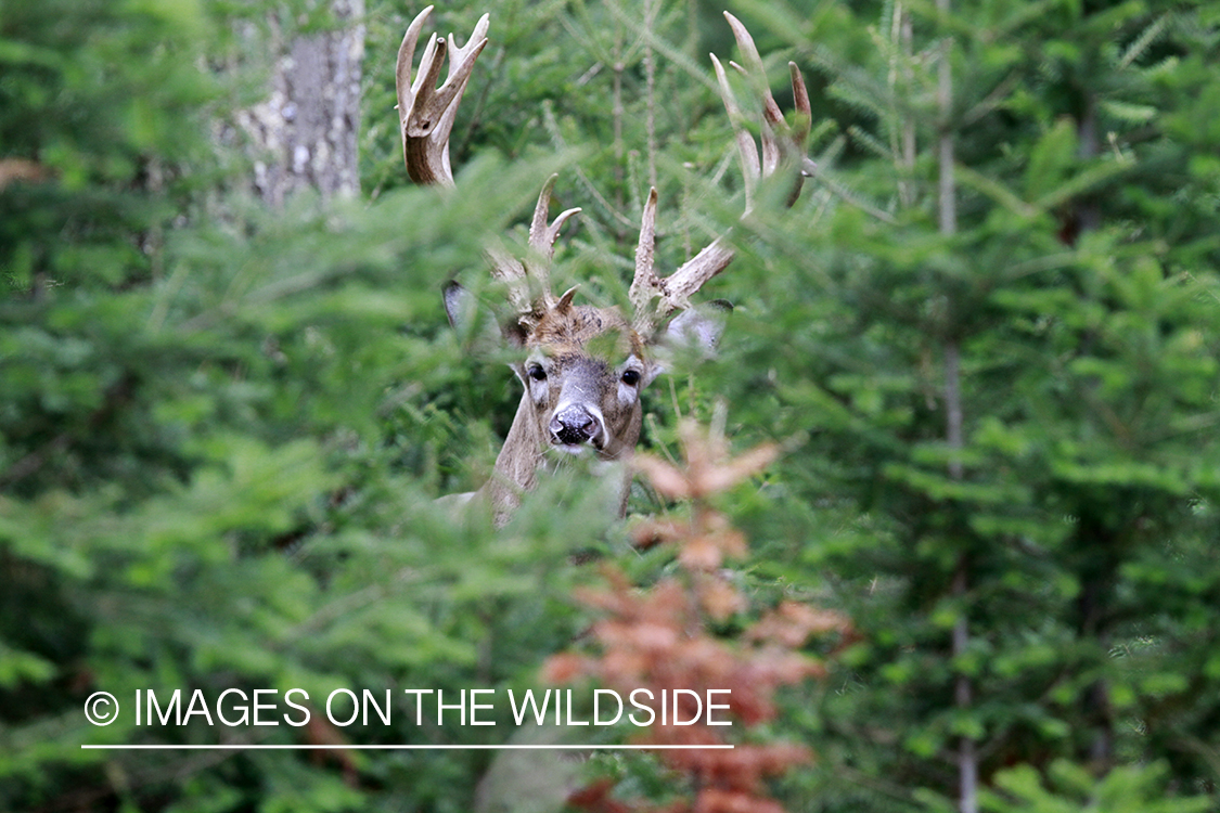 White-tailed buck in habitat.