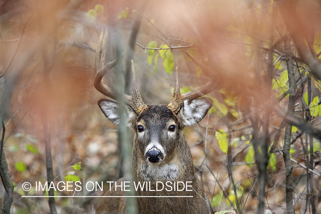 White-tailed buck in habitat.