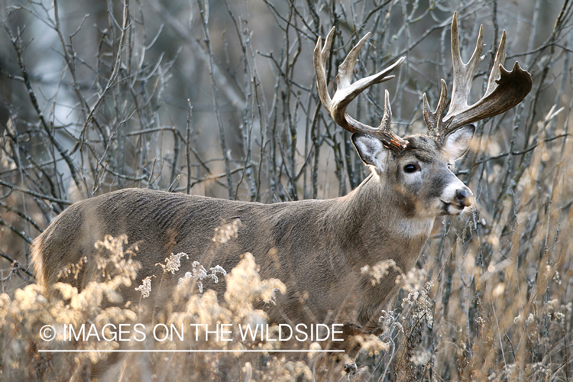 White-tailed buck in habitat. 