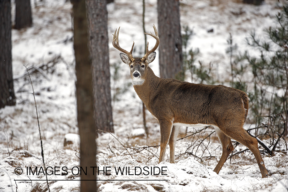 White-tailed buck in winter habitat.