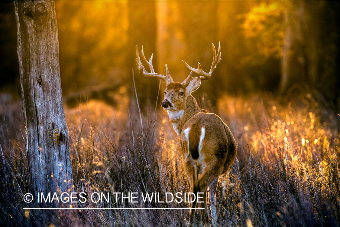 White-tailed buck in habitat.