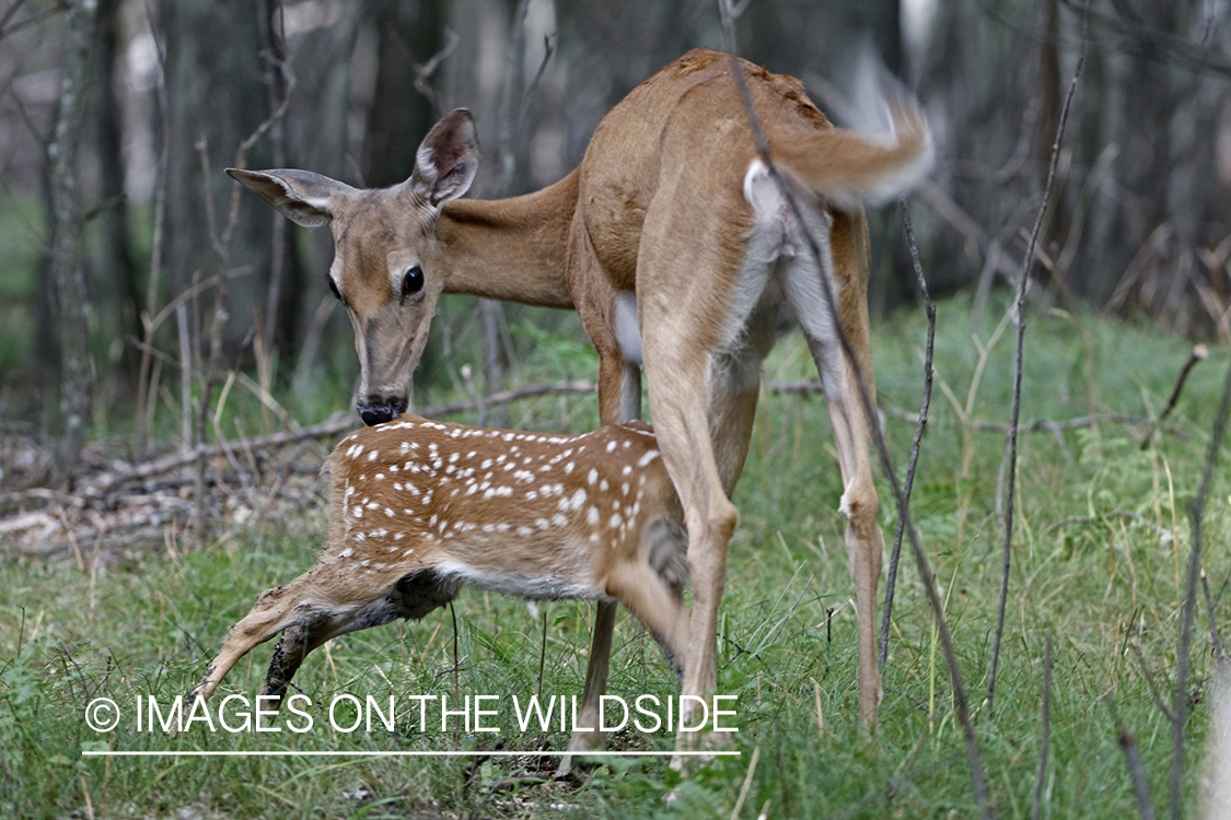 White-tailed doe with fawn.