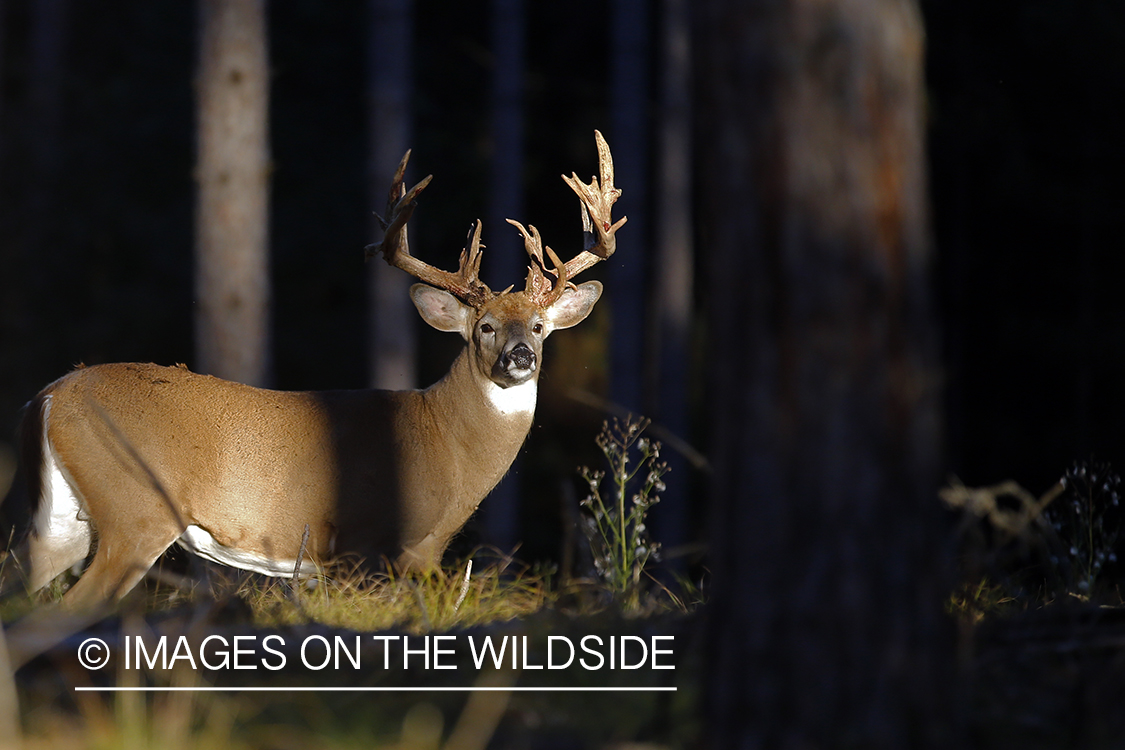 White-tailed buck shedding Velvet.