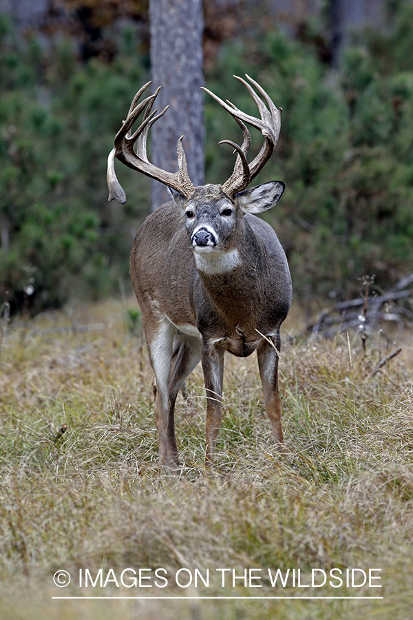 White-tailed buck in woods.