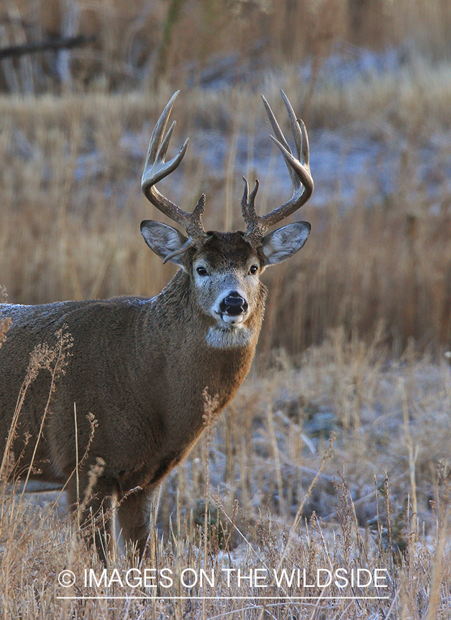 White-tailed buck in field.