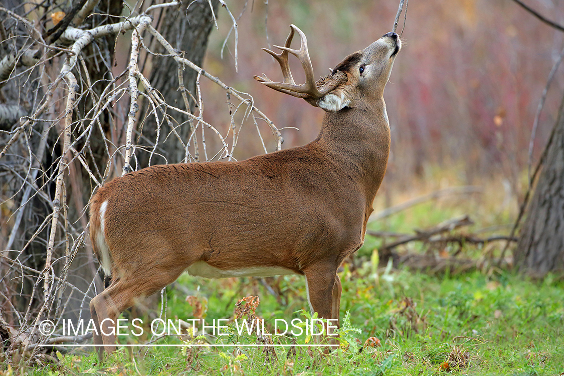 White-tailed buck in habitat.