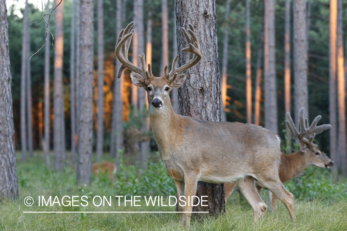 White-tailed deer in velvet.