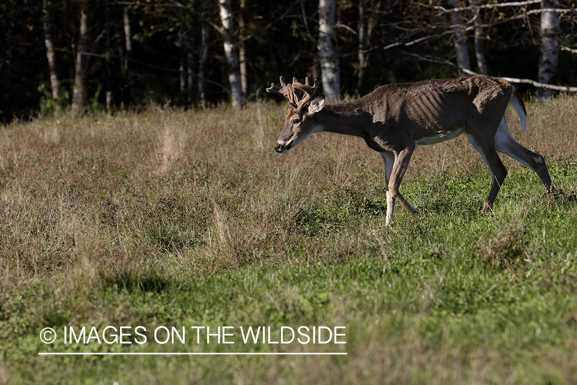 White-tailed deer with EHD disease in high fence.