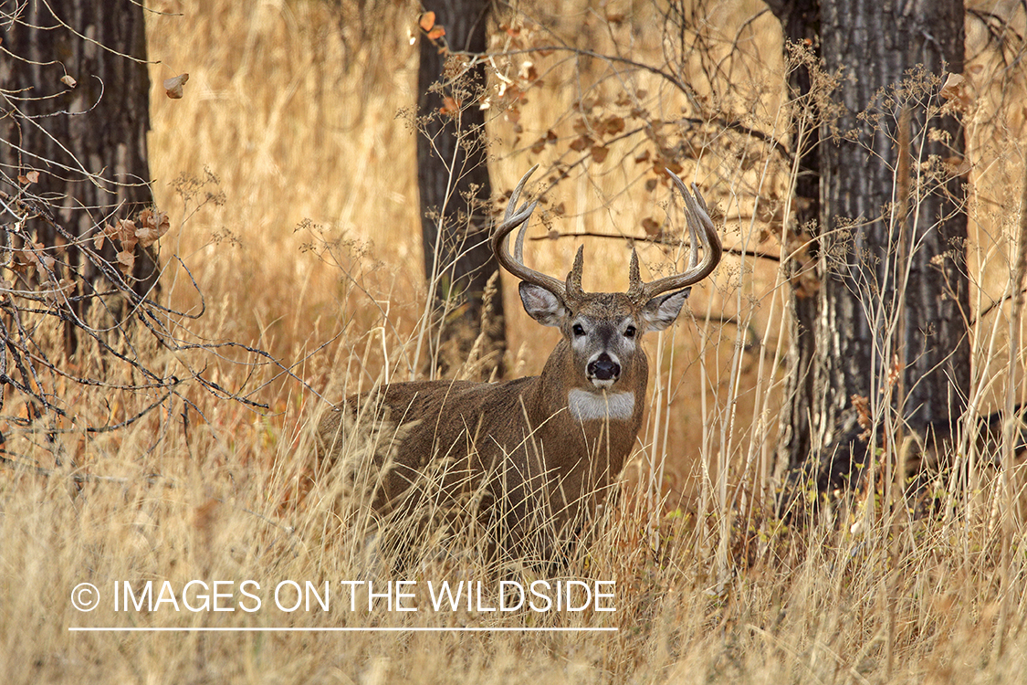 White-tailed buck in field.