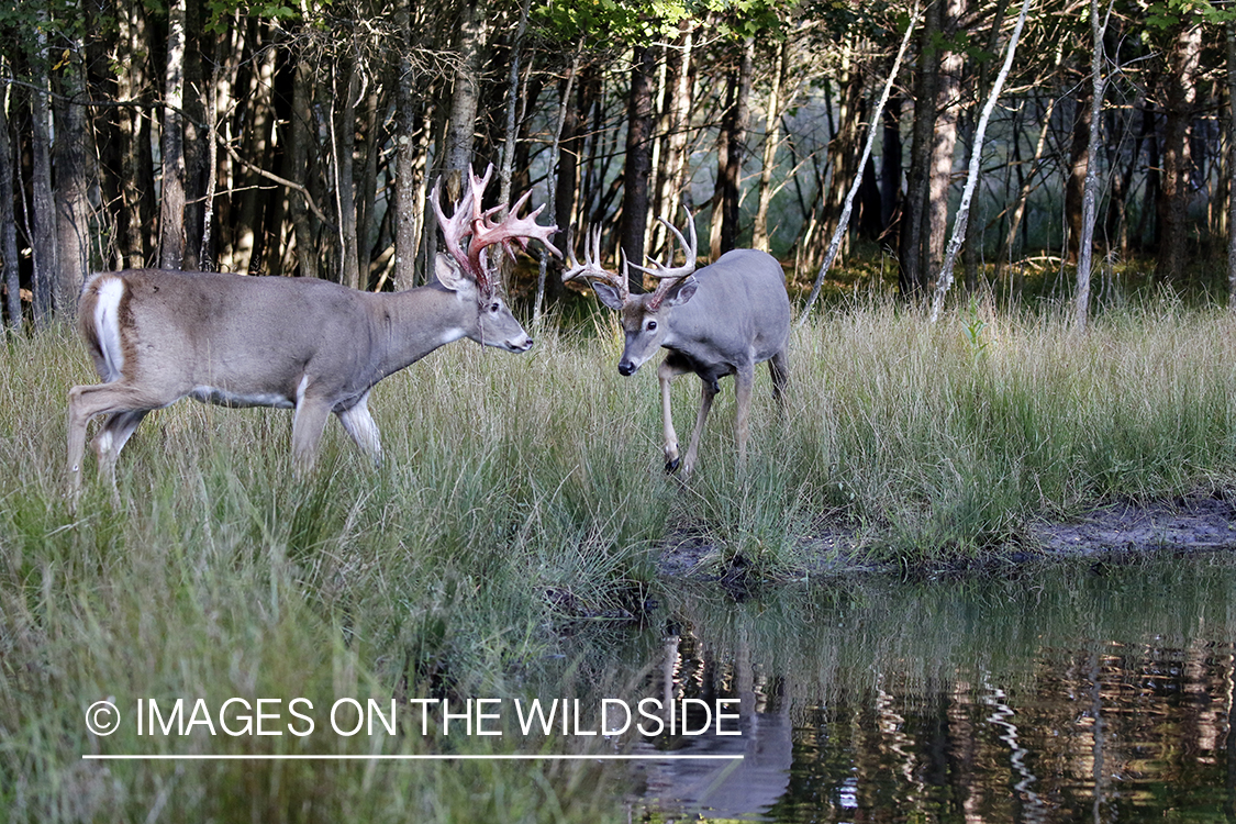 White-tailed bucks approaching each other.