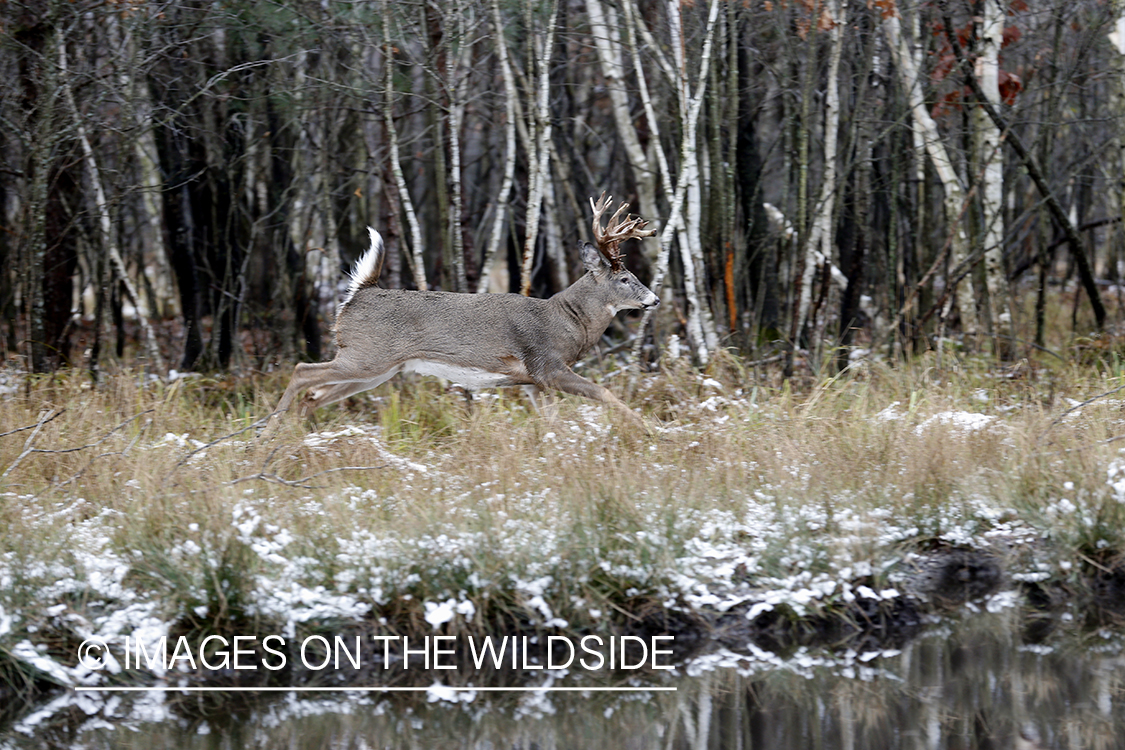 White-tailed buck running in field.