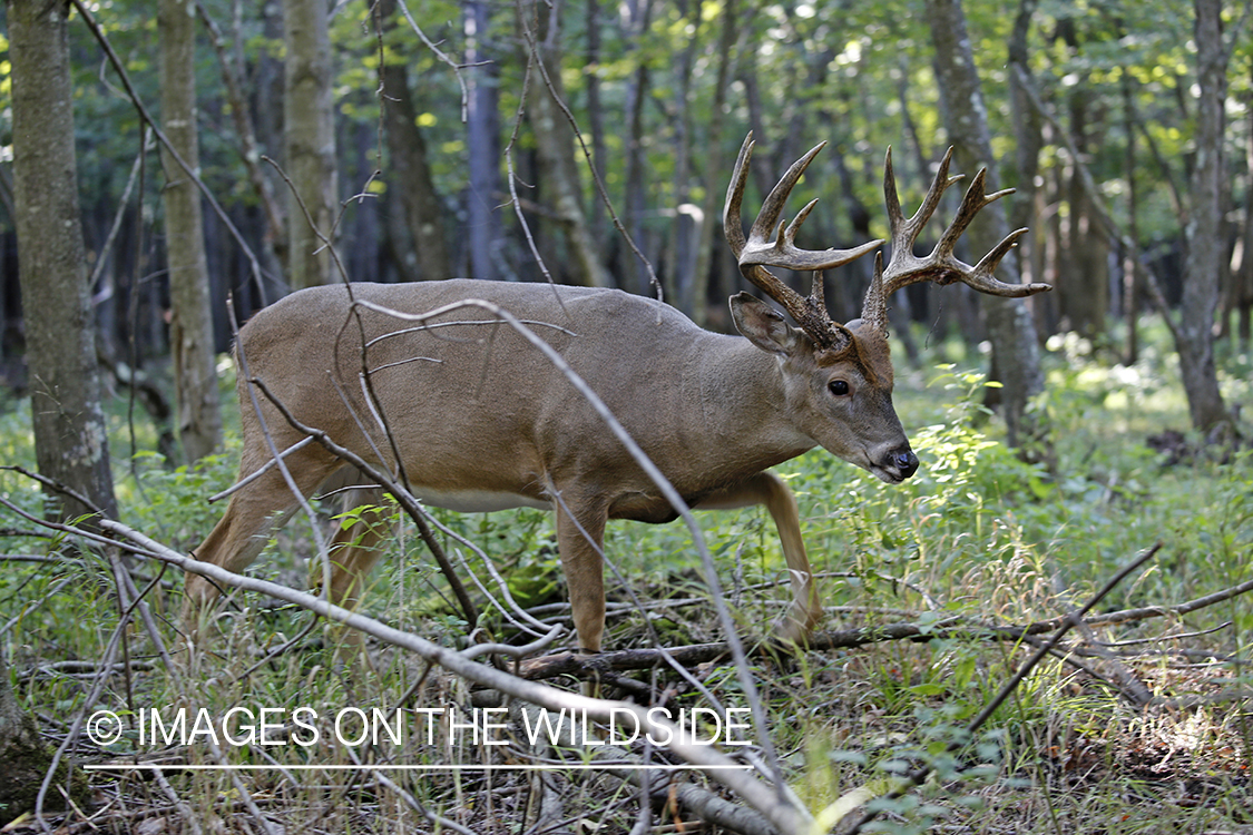 White-tailed buck in the rut.