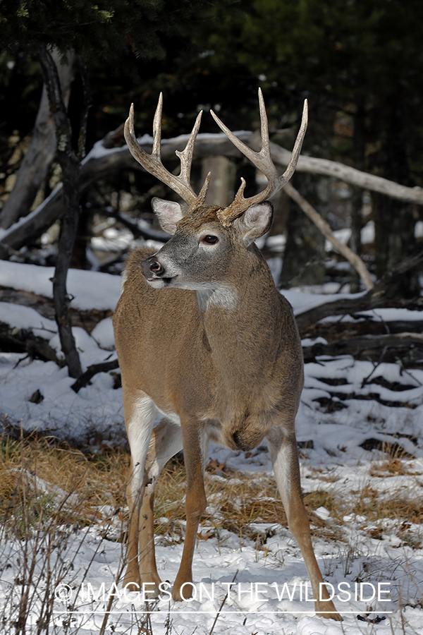 White-tailed buck in the rut.