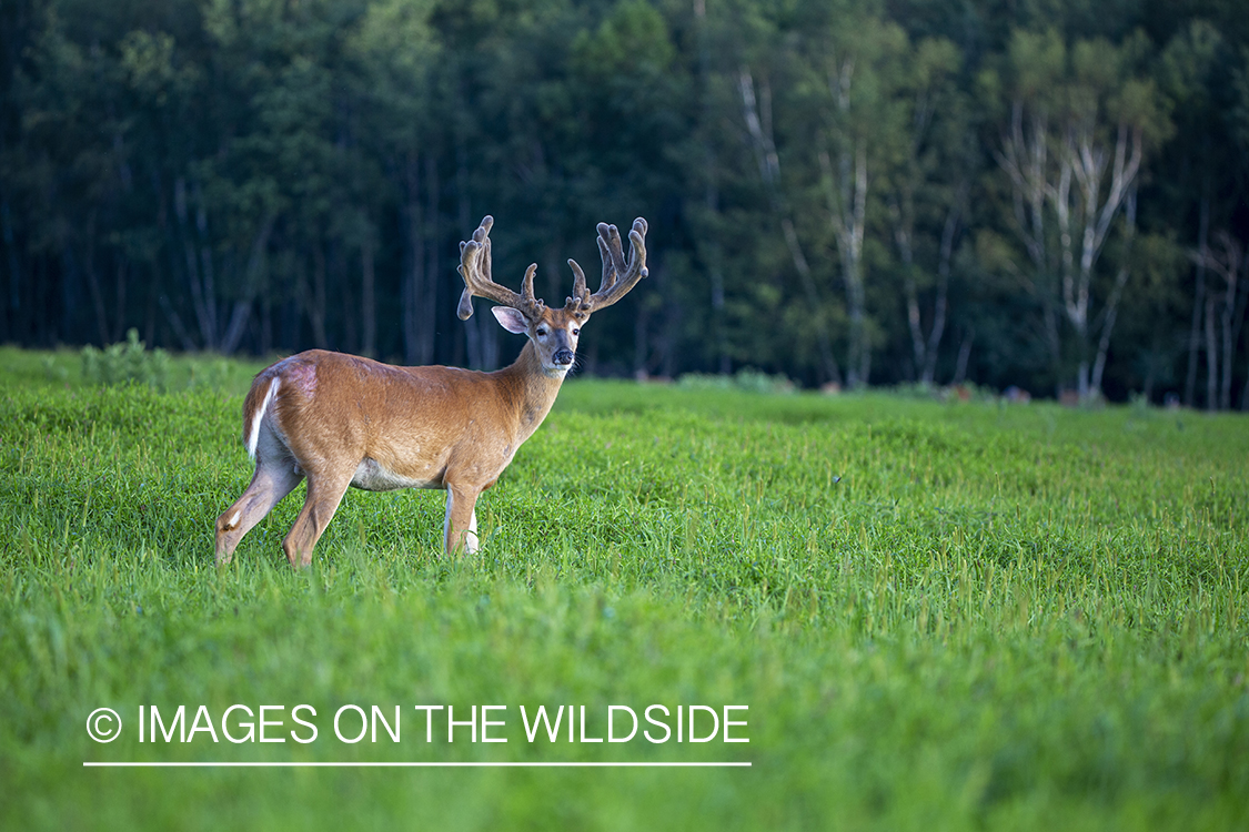 White-tailed buck in Velvet.