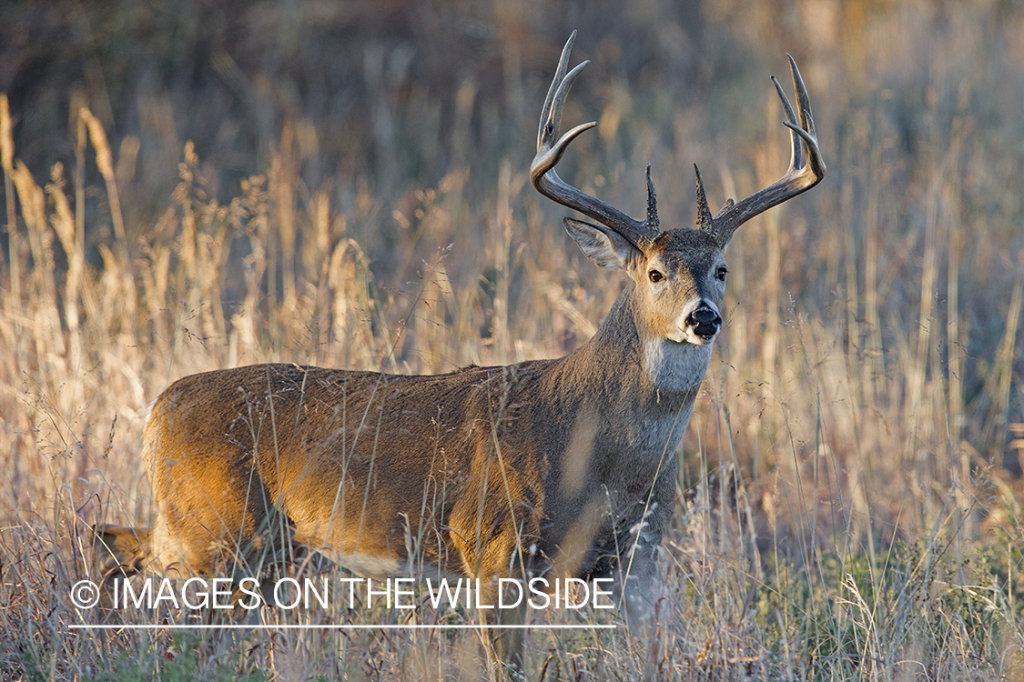 White-tailed buck in field.