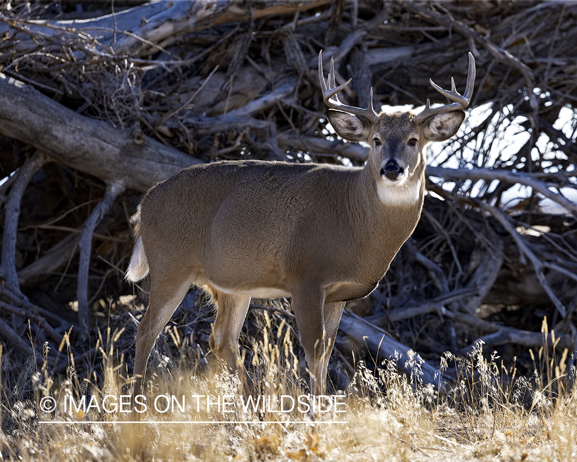 White-tailed buck in field.