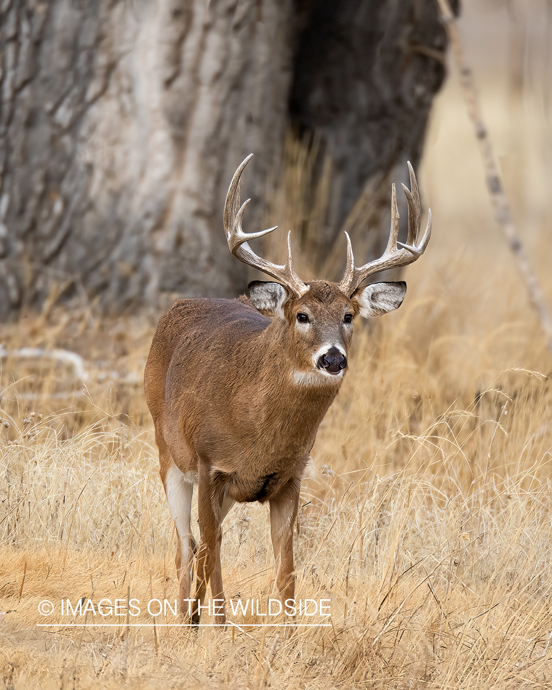 White-tailed buck with habitat.