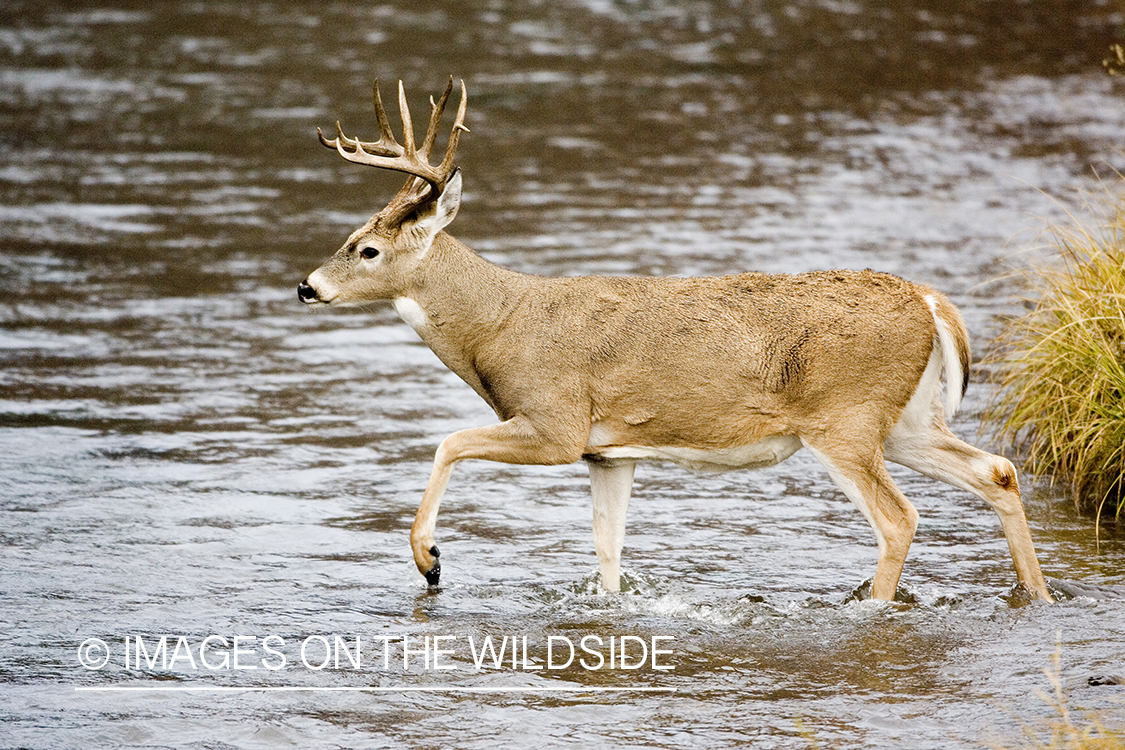 White-tailed deer in habitat