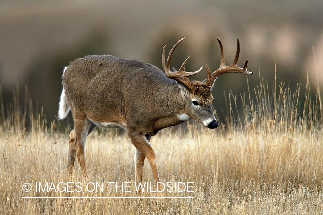 White-tailed deer in habitat