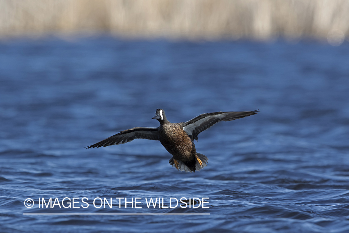 Blue-winged Teal in flight.