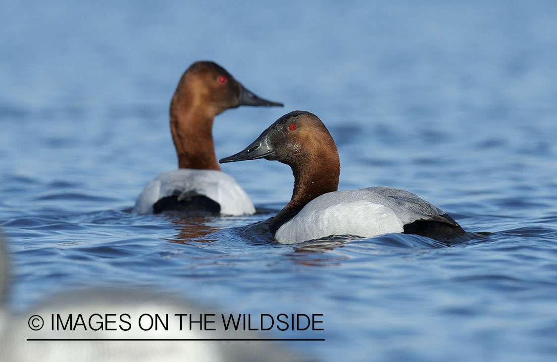 Canvasback ducks in habitat.