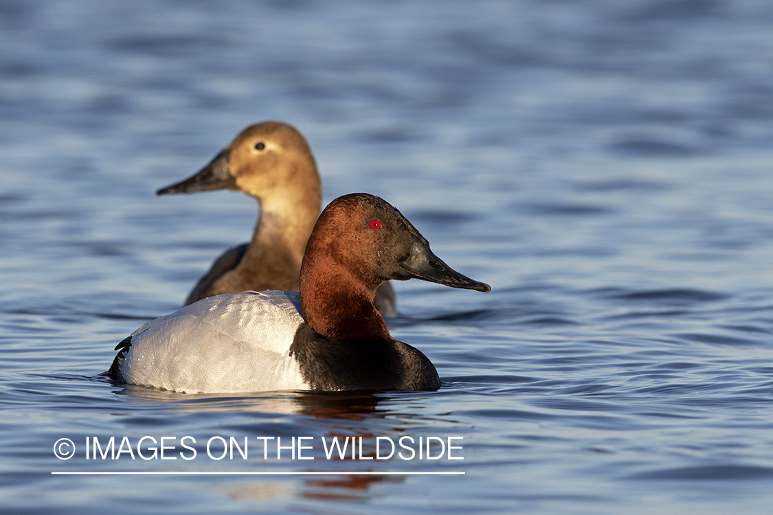 Canvasback drake and hen on water.