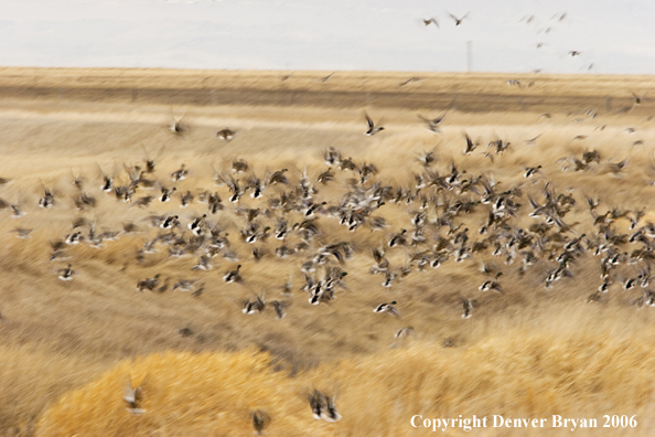 Flock of mallards in flight.