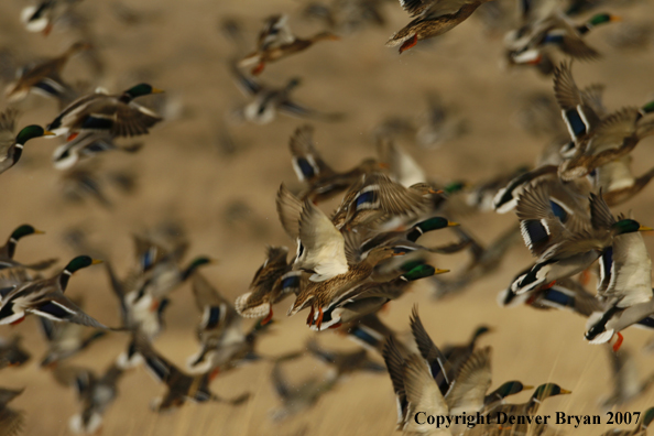 Mallard flock