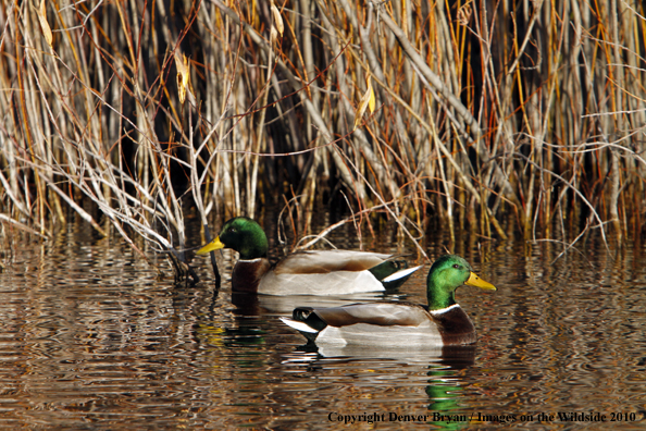 Mallard drakes on the water