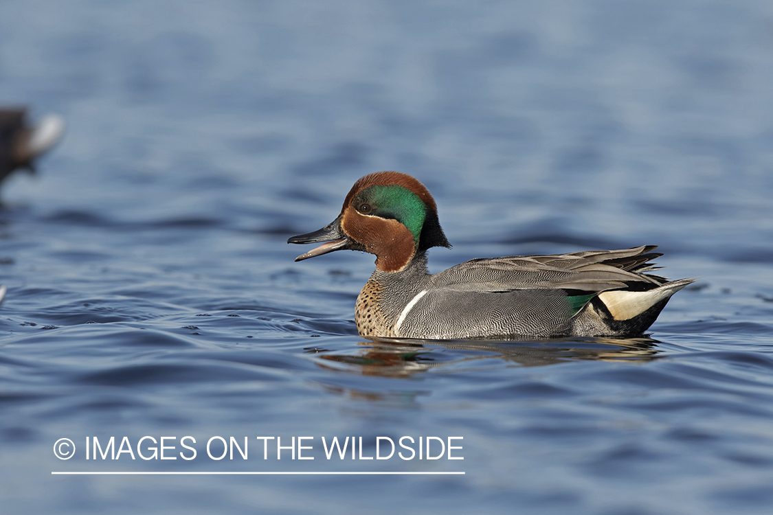 Green-winged Teal on pond.