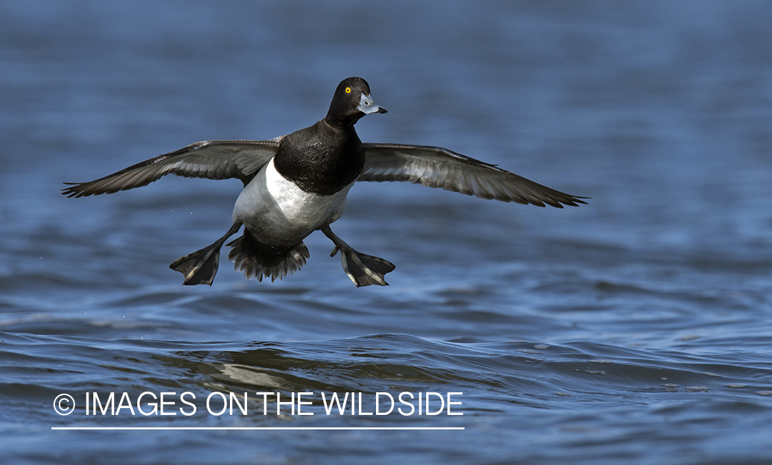 Lesser Scaup in flight.