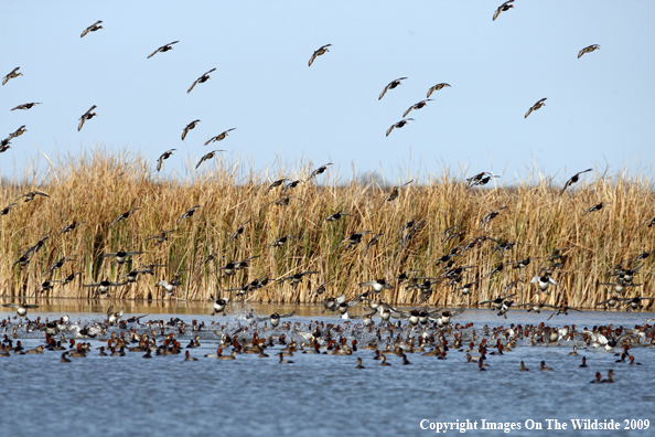 Redhead Duck Flock