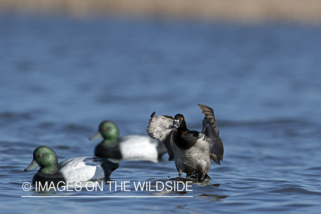 Ring-necked drake landing near decoys.