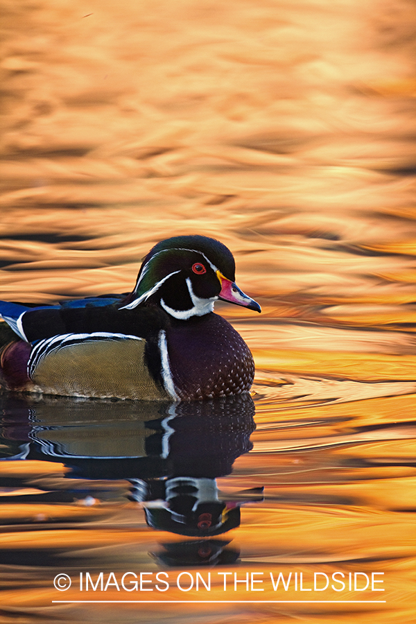 Wood Duck drake in habitat. 